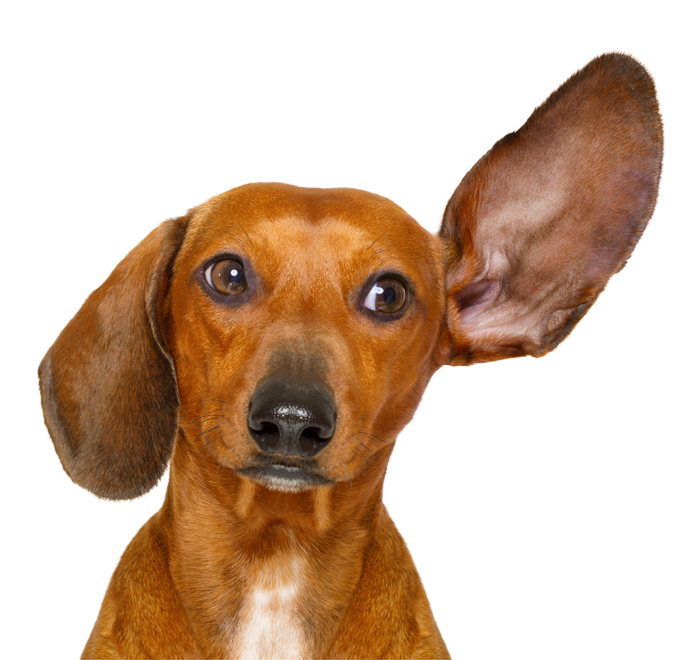 dachshund or  sausage dog listening with one ear very carefully , isolated on white background