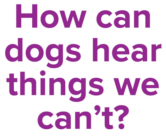 How can dogs hear things we can t 